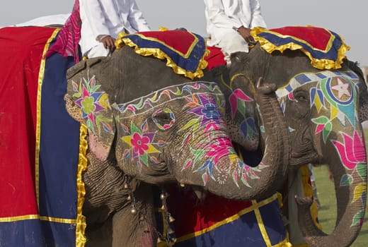 Decorated elephant saluting with its trunk at the annual elephant festival in Jaipur, India