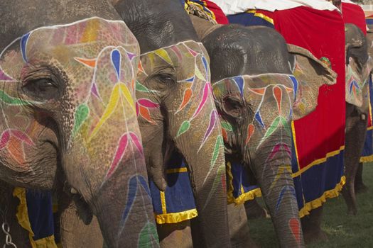 Group of decorated elephants at the annual elephant festival in Jaipur Rajasthan India