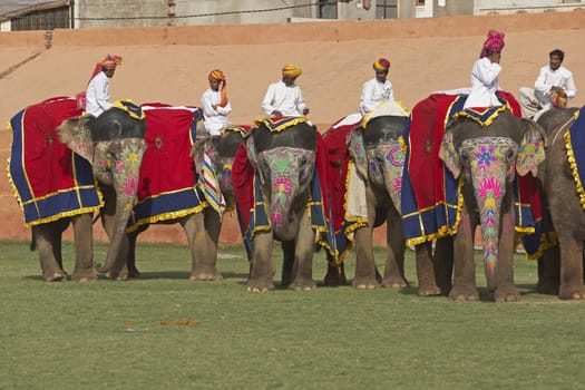 Group of decorated at the elephant festival in Jaipur, Rajasthan, India.