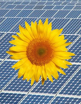 Sunflower on a photovoltaic blue panel background