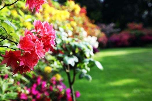 Rhododendron - close up