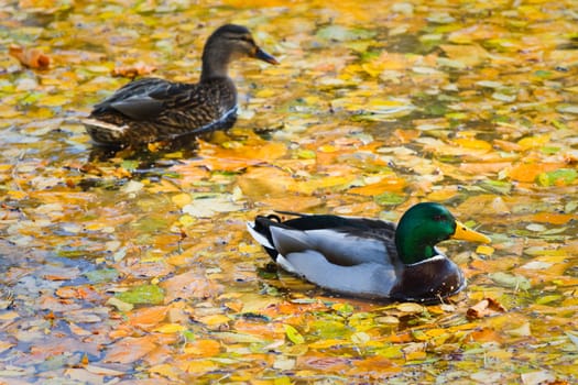 Couple Mallards or Wild Ducks in autumn swimming between yellow fallen leaves