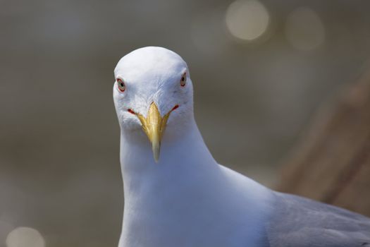 portrait of a seagull with brown backgroun