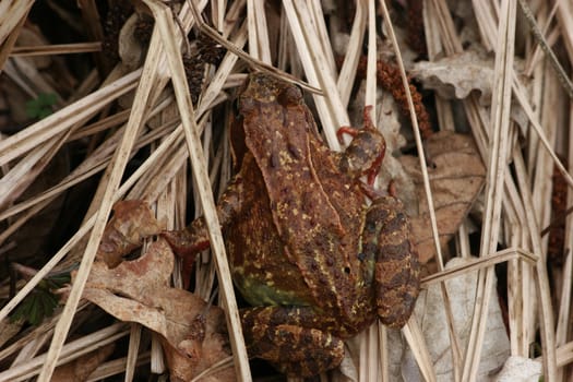 Common Frog (Rana temporaria) in habitat