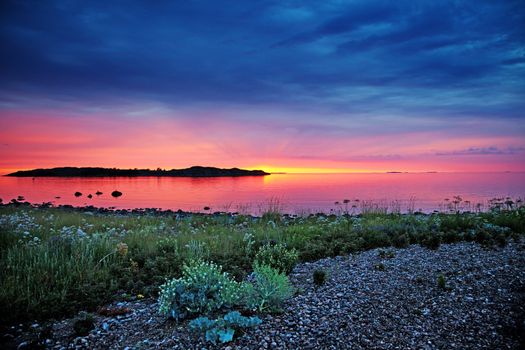 Wild grass and flowers at sunset 