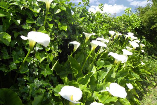 Callas in the garden