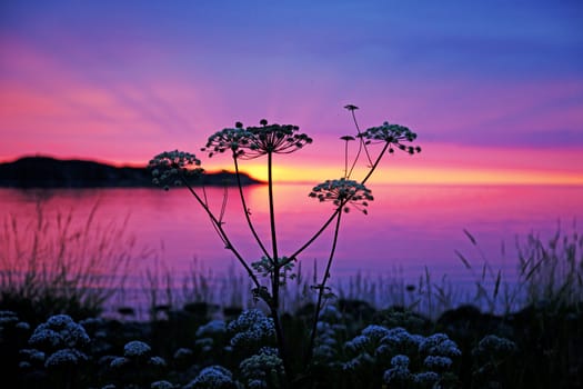 Wild grass and flowers at sunset 