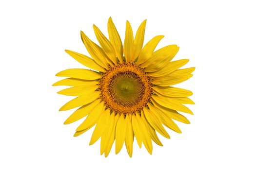 sunflower isolate on write background