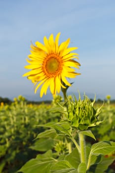 Sunflower field and blue sky