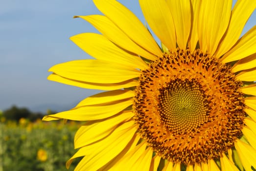 Sunflower field and blue sky