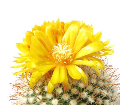 yellow cactus flowers close up on white isolated