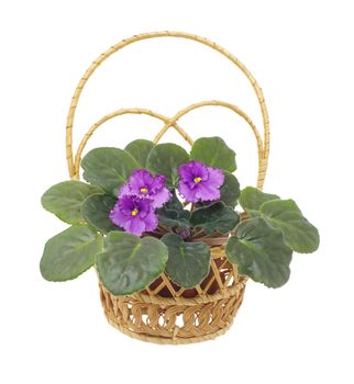 blooming senpolia Silent Prayer in wattled basket isolated  