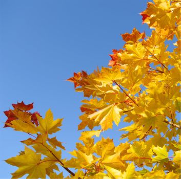 autumn maple leaf on blue sky