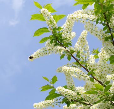  flowering bird cherry tree brunch on blue sky 