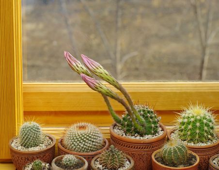 cactus with three buttons on window sill