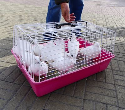 performing doves cooped in cage 