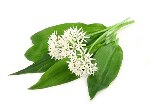fresh wild garlic leaves with flowers on a white background