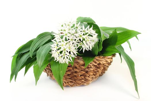 fresh wild garlic leaves with flowers in a basket