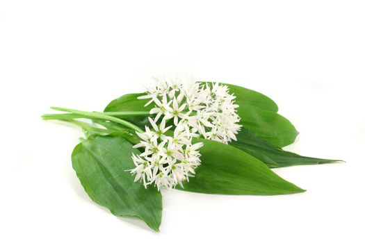 fresh wild garlic leaves with flowers on a white background
