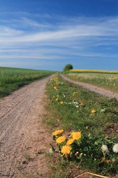 dandelion on dirt track in rural landscape, germany
