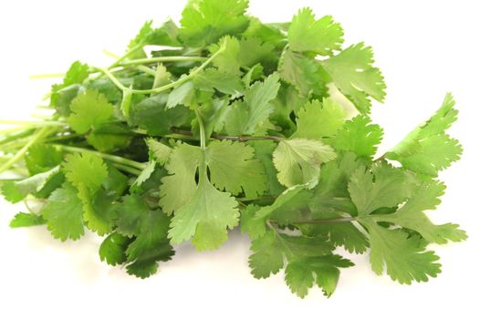 a bunch of fresh Coriander on a white background