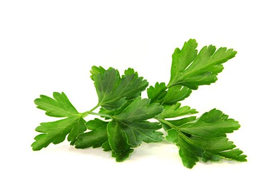 a sprig of fresh parsley on a white background