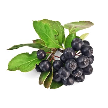 Brush chokeberry with green leaves isolated on white background