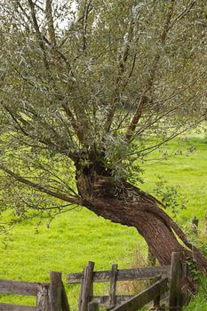 Pollard-willow with old wooden fence next to Dutch polder road