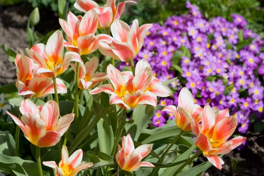 Pink blooming tulips on summer day