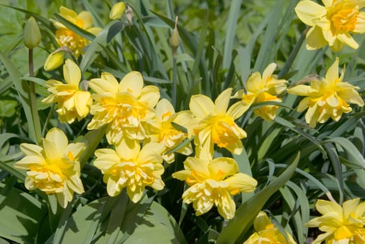 Yellow blooming daffodils on the lawn