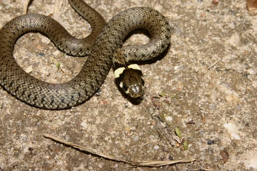Young grass snake (Natrix natrix) in the sun