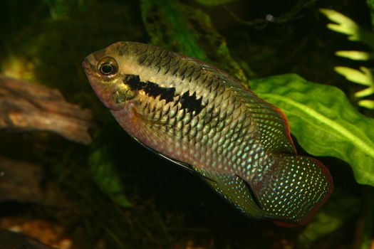 Red dots cichlid (Laetacara dorsigera) - Male 