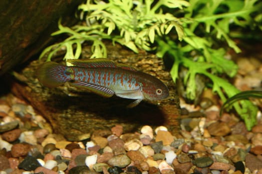 Peacock Goby (Tateurndina ocellicauda) - Male 