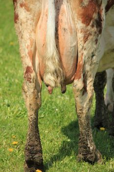 cow teat brown and white