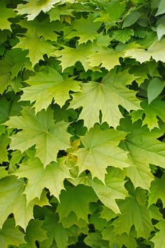 Young delicate leaves of maple in the spring season