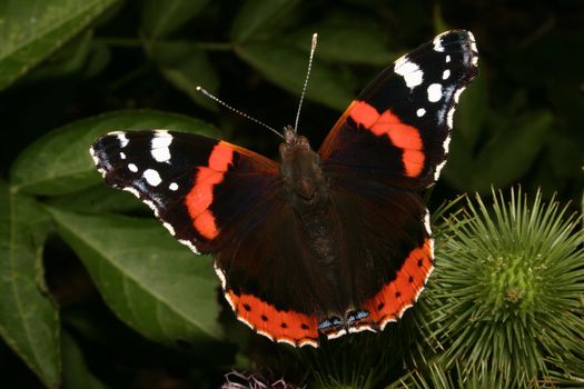 Red Admiral (Vanessa atalanta) on a thistle