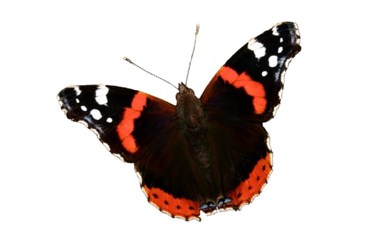 Red Admiral (Vanessa atalanta) - isolated