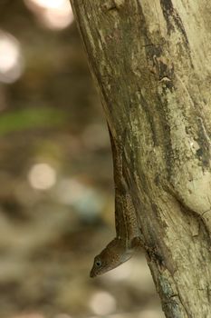 Anolis on a tree in habitat, in the Dominican Republic