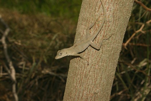 Anolis on a tree in habitat, in the Dominican Republic