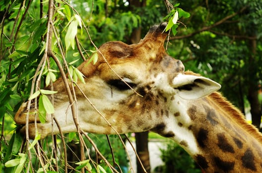 an African even-toed ungulate mammal