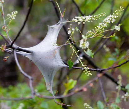 Close up of the nest of web worms or caterpillars that eat the foliage of young trees