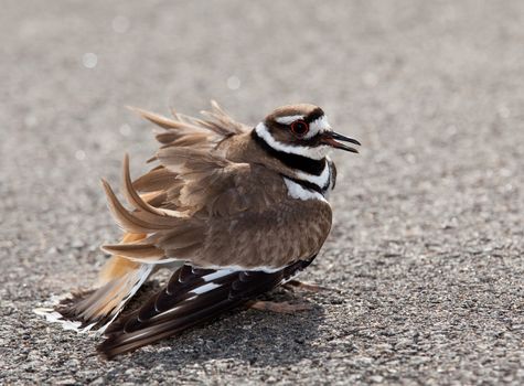 Killdeer birds lay their eggs on the ground by the side of roads and display an aggressive posture to ward of any dangerous animals
