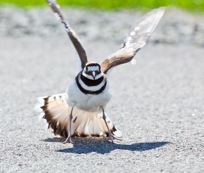 Killdeer birds lay their eggs on the ground by the side of roads and display an aggressive posture to ward of any dangerous animals