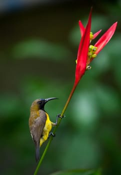 Olive-backed Sunbird ( Cinnyris jugularis ) on flower