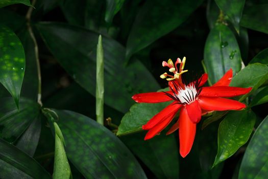Red Passion Flower - Passiflora miniata Vanderplank