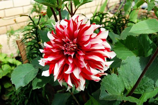 dahlia blossom against a background of grass and a brick wall