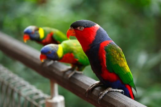 Black-capped lories (Lorius lory)