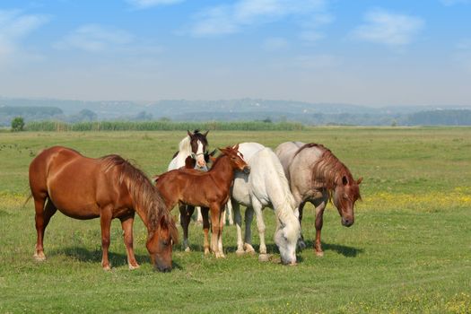 horses and foal in pasture