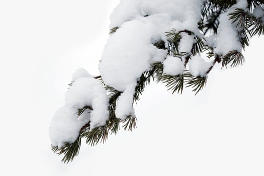 pine branch with snow on a white background