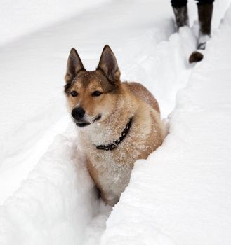 The dog pursues prey on snow